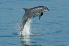 Dolphins Cardigan Bay
